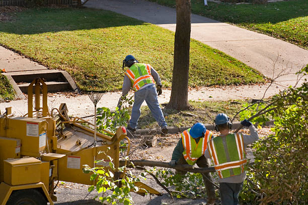 Best Root Management and Removal  in Palos Park, IL