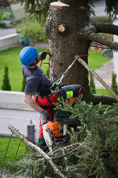 How Our Tree Care Process Works  in  Palos Park, IL