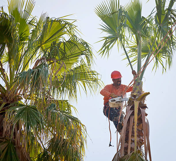 Professional Tree Care Services in Palos Park, IL